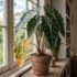 Alocasia Dormancy & Dying Back in Australia: Dormant, Not Dead