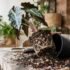 How to Water Alocasia in Australia (Complete Guide)
