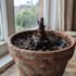 How to Water Alocasia in Australia (Complete Guide)