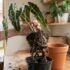 Alocasia vs Colocasia: How to Tell Elephant Ears Apart