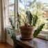Alocasia Light Requirements in Australia (Indoor & Outdoor)