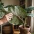 How to Propagate Alocasia (Corms & Division) in Australia