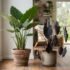 Pothos (Devil’s Ivy) Varieties in Australia: Golden, Marble Queen, Neon, N’Joy & More