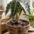 Alocasia Dormancy & Dying Back in Australia: Dormant, Not Dead