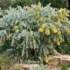 Japanese Box Hedge Australia: Buxus japonica Size, Spacing, Pruning and Care