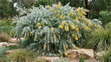 Acacia podalyriifolia: Queensland Silver Wattle Size, Flowers and Growing Guide Australia