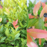 Artificial Syzygium Australe Hedges Australia, Privacy Screen Guide