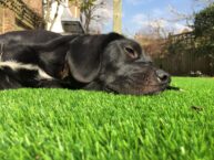Best Pet Turf for Dogs: How to Choose the Right Artificial Grass
