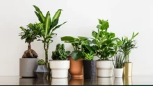 Best Artificial Plants That Look Natural, Affordable Elegance