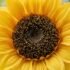 Artificial Native Australian Flowers: Waratah, Banksia, Kangaroo Paw, Wattle and Protea Without the Plastic Souvenir-Shop Look