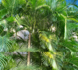 Where to Plant Golden Cane Palm in Australia: Sun, Soil & Spacing Guide (2025)