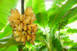 Banana Tree: Ultimate Guide Cultivation, Care, and Harvest Tips”