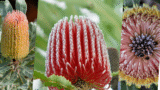 Banksia Flower/ Colors, A expert Guide to Identify Types of Banksia