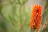 Banksia Plants: Why  Are My Favorite, a Comprehensive guide