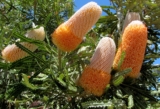 Banksia Plant Australia: How to Grow & Easy-Care Tips (2025 Guide)