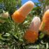 How to Grow Banksia from Seed in Australia, Easy guide 2025