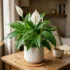 Kangaroo Paw: Growing & Care Guide for Australian Gardens