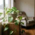 Devil’s Ivy Pests in Australia: Identification and Treatment
