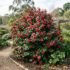 Brown Crispy Tips on Devil’s Ivy: What Causes Them and How to Fix It