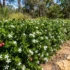 Firewheel Tree Australia: Stenocarpus sinuatus Size, Flowers & Care