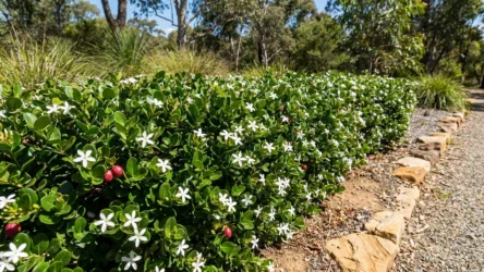 Carissa ‘Desert Star’ Australia: Natal Plum Hedge, Fruit & Care Guide