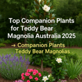 🌿 Top Companion Plants for Teddy Bear Magnolias Australia 2025
