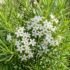 Best Plants for Hot, West-Facing Gardens (Australia)