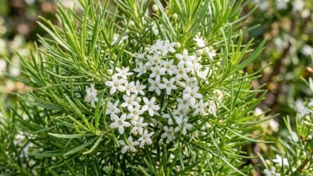 Creeping Boobialla (Myoporum parvifolium) Guide AU