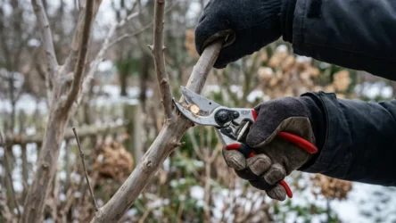 Crepe Myrtle in Australia: Varieties, Pruning & Problems