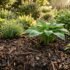 Best Indoor Plants for Low Light (Australia)