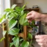 Brown Crispy Tips on Devil’s Ivy: What Causes Them and How to Fix It
