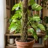 Peace Lily Care in Australia: Watering, Drooping & Brown Leaves Fixed