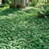 Grass Plants Australia: Native Ornamental Grasses & Strappy Plants Guide