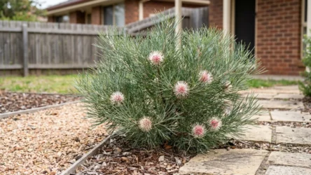 Hakea laurina ‘Mini Pini’: Dwarf Pincushion Hakea for Small Australian Gardens