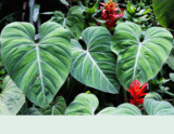 Elephant Ear Plant / Alocasia Brisbaneensis: Assuie’s Growing/Care Guide