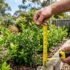 Best Privacy Hedges by Height: How to Choose