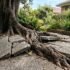 Best Hedge Trimmers Australia: How to Choose