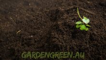 How to Prepare Soil for Australian Native Plants | Garden Green