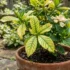 Peace Lily Care in Australia: Watering, Drooping & Brown Leaves Fixed
