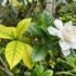 Plants Toxic to Dogs & Cats in Australia (Safety Guide)