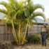 Hakea laurina ‘Mini Pini’: Dwarf Pincushion Hakea for Small Australian Gardens