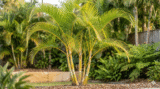 Where to Plant Golden Cane Palm in Australia: Sun, Soil & Spacing Guide 2026