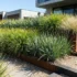 Dichondra repens Australia: Native Lawn Substitute & Groundcover Guide