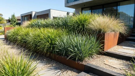 Grass Plants Australia: Native Ornamental Grasses & Strappy Plants Guide