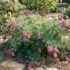 Viburnum ‘Emerald Lustre’: Hedge Spacing, Size & Australian Growing Guide