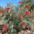 Lilly Pilly Hedge Problems Australia: Symptoms, Causes & Fixes