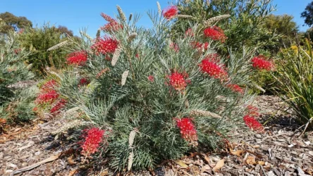 Grevillea ‘Scarlet Moon’ Australia: Size, Flowers & Care Guide