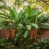 Hakea laurina ‘Mini Pini’: Dwarf Pincushion Hakea for Small Australian Gardens