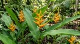 Best Heliconia Varieties for Australian Gardens