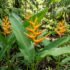 Heliconia in Australia : Growing, Care & Flowering guide